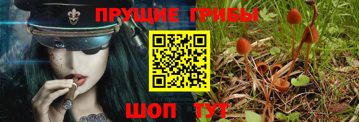 Полевской  Псилоцибиновые грибы Cubensis  Вход с VPN 